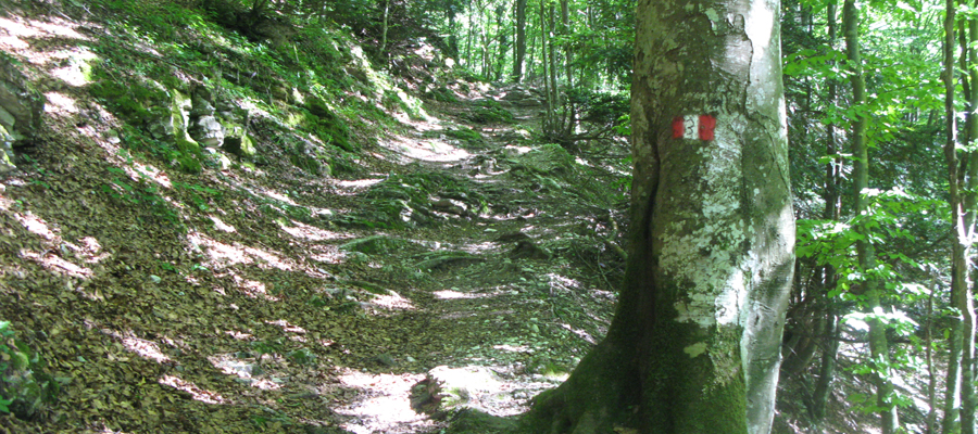 Monte Cucco Sentiero 229 - immagine 13