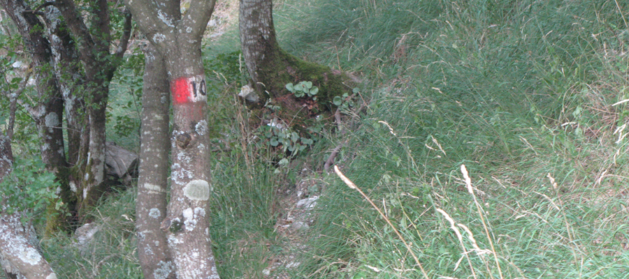 Monte Cucco Sentiero 236 - immagine 10
